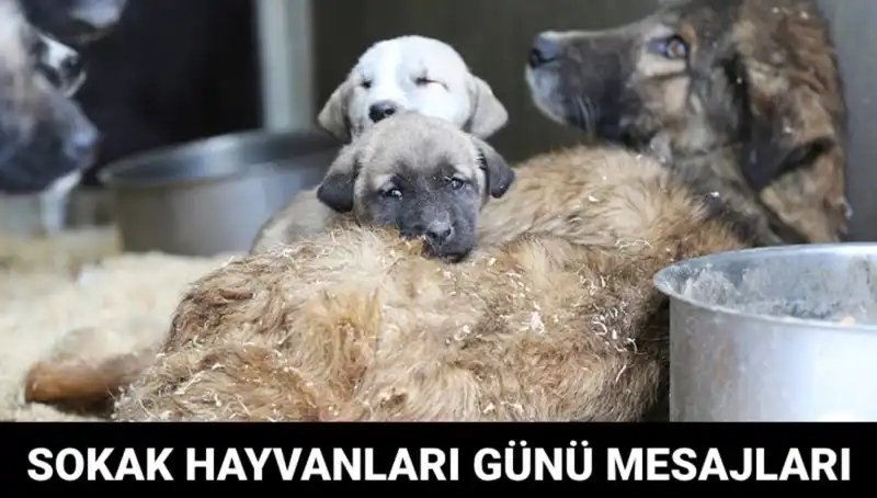 Dünya Sokak Hayvanları Günü: Panpa ve Yoldaşlarımızı Unutmayalım!