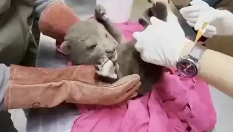 Karabük'te Yavru Bozayı Bulundu: Doğanın Korunması İçin Çarpıcı Bir Olay