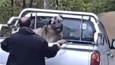 Trabzon'da Köpeği Halatla Döven Adamın Caniliği Gözler Önüne Serildi