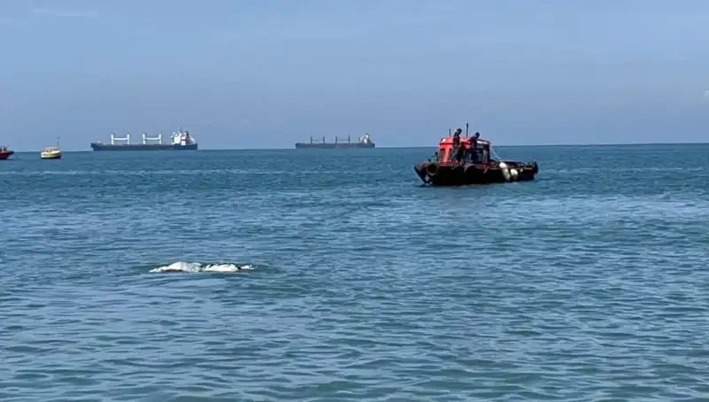 Denizin Ortasında Angus Şaşkınlığı: Sıradışı Bir Görüntü ve Hikaye