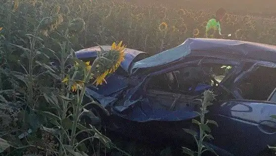 Otomobil Ayçiçeği Tarlasına Devrildi: Kaza Anı Kaydedildi
