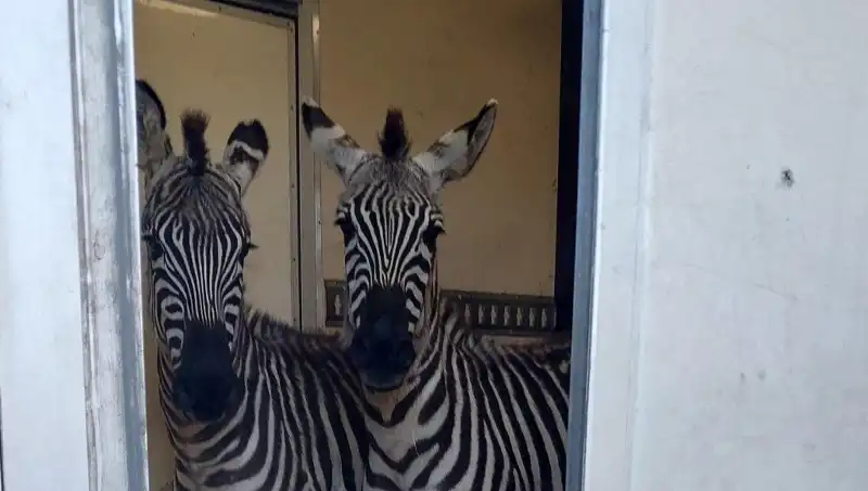 Sınırda Durdurulan Minibüsten 2 Zebra ve 6 Maymun Çıkınca Şaşkınlık Yarattı