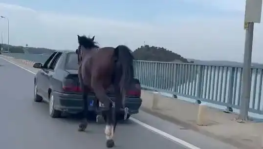 Adana'da Hayvanlara Yönelik Eziyet Suçlaması: Bir Kişi Gözaltına Alındı