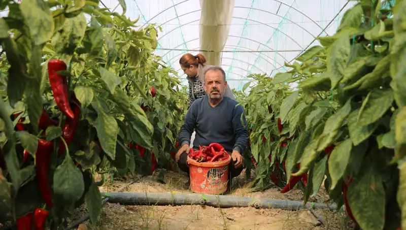 Fiyat Artışı Şok Etti: 50 TL'den 80 TL'ye Yükseldi!