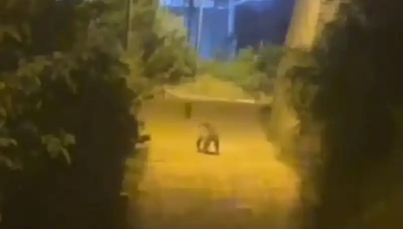 Gümüşhane'de Merkezde Ayı Görüntülendi! Şehir Hayvanların Misafiri Oldu