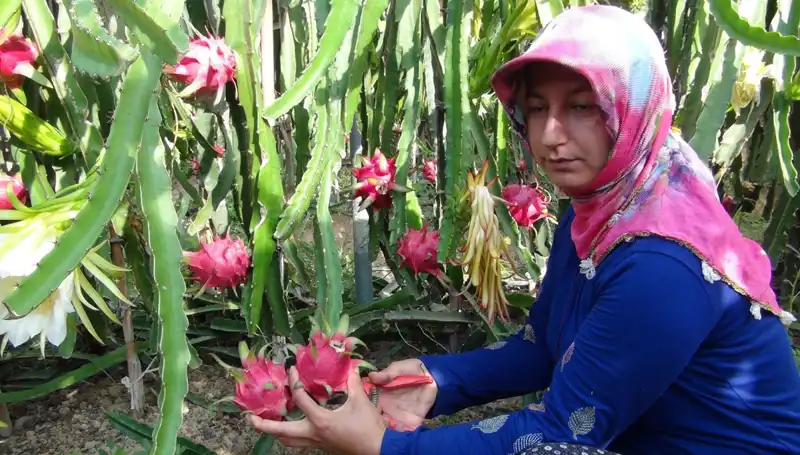 Emekli Olduktan Sonra Pitaya Üretmeye Başlayan Kadın, Kilosunu 200 TL’den Satıyor!