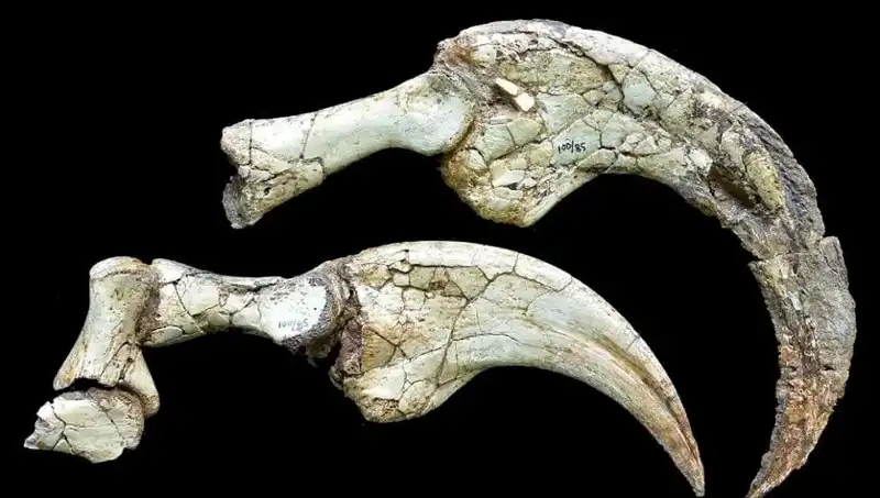 Gobi Çölü'nde Dinozorların Gizemi: İki Parmaklı Yeni Tür Keşfedildi